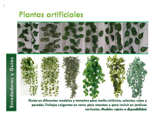 ¿Dónde puedo comprar plantas para hacer un muro verde en Cancún?