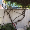 Otros Trabajos Jardinería