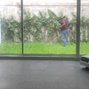 Mantener Jardín
