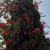 Otros Trabajos Jardinería