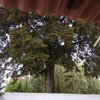 Mantener Jardín