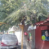 Otros Trabajos Jardinería