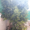 Otros Trabajos Jardinería