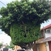 Otros Trabajos Jardinería