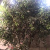 Otros Trabajos Jardinería