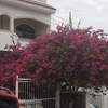 Otros Trabajos Jardinería