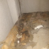 Realizar Control De Plagas