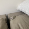 Tapizado De Muebles