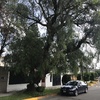 Mantener Jardín