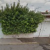 Cortar enredadera de pared