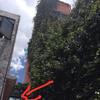Mantener Jardín