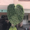 Otros Trabajos Jardinería