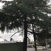 Otros Trabajos Jardinería