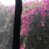 Mantener Jardín