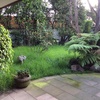 Jardinero para dar mantenimiento a jardín de casa
