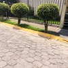 Mantener Jardín