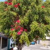 Otros Trabajos Jardinería