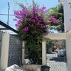 Mantener Jardín