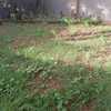 Plantar Jardín