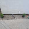 Plantar Jardín