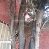 Otros Trabajos Jardinería