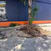 Otros Trabajos Jardinería