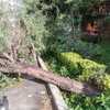 Plantar Jardín