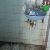 Colocar Loseta o Azulejo