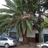 Otros Trabajos Jardinería