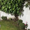 Mantener Jardín