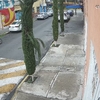 Otros Trabajos Jardinería