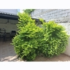 Otros Trabajos Jardinería