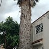 Otros Trabajos Jardinería