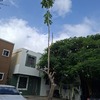Otros Trabajos Jardinería