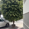 Mantener Jardín