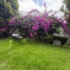 Mantener Jardín