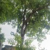 Otros Trabajos Jardinería