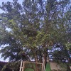 Otros Trabajos Jardinería