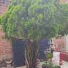 Otros Trabajos Jardinería