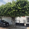 Otros Trabajos Jardinería