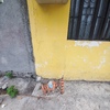 Remodelar Fachada De Vivienda O Local