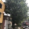 Otros Trabajos Jardinería