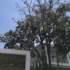 Otros Trabajos Jardinería