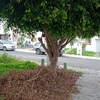 Otros Trabajos Jardinería