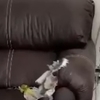 Tapizado De Muebles