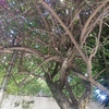 Otros Trabajos Jardinería