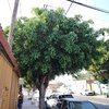 Otros Trabajos Jardinería